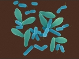 Clostridium perfringens - Công Ty CP Sinh Học Quốc Tế Nani